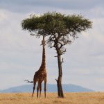 giraffe animal mammal tree 2191662