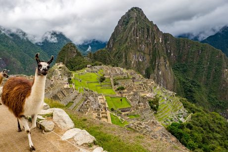 peru machu picchu lama 2774925